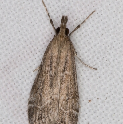Eudonia cleodoralis (A Crambid moth) at Melba, ACT - 20 Feb 2022 by kasiaaus