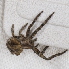Sidymella hirsuta (Hairy crab spider) at Melba, ACT - 20 Feb 2022 by kasiaaus