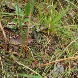 Thelymitra nuda at Cook, ACT - 2 Apr 2022