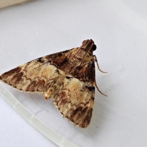 Orthaga thyrisalis at Crooked Corner, NSW - 7 Apr 2022