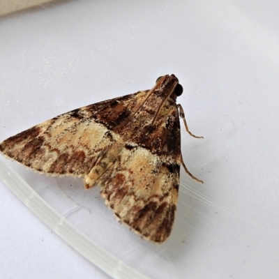 Orthaga thyrisalis (Teatree Web Moth) at Crooked Corner, NSW - 6 Apr 2022 by Milly