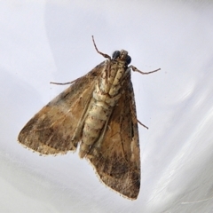 Orthaga thyrisalis at Crooked Corner, NSW - 7 Apr 2022