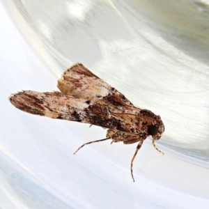 Orthaga thyrisalis at Crooked Corner, NSW - 7 Apr 2022