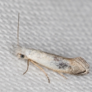 Tinea monophthalma at Melba, ACT - 20 Feb 2022