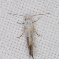 Tinea monophthalma at Melba, ACT - 20 Feb 2022