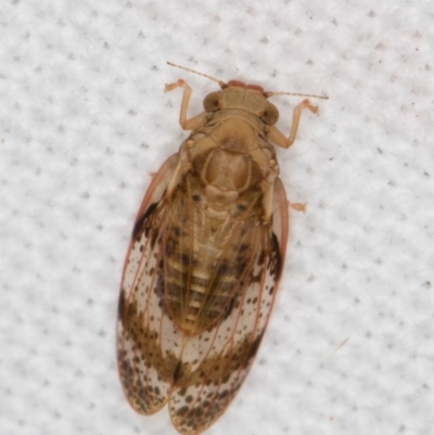 Unidentified Leafhopper or planthopper (Hemiptera, several families) at Melba, ACT - 20 Feb 2022 by kasiaaus