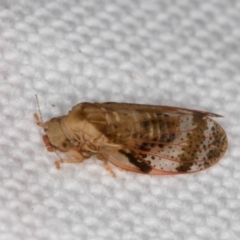 Dasypsylla brunnea at Melba, ACT - 20 Feb 2022