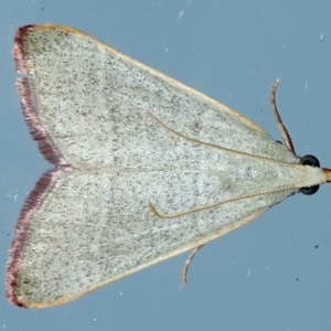 Ocrasa albidalis at Ainslie, ACT - 2 Apr 2022