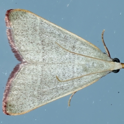 Ocrasa albidalis (A Pyralid moth) at Ainslie, ACT - 2 Apr 2022 by jb2602