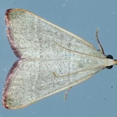 Ocrasa albidalis (A Pyralid moth) at Ainslie, ACT - 2 Apr 2022 by jb2602