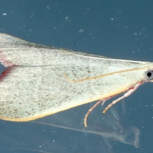 Ocrasa albidalis at Ainslie, ACT - 2 Apr 2022