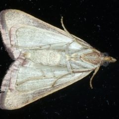 Ocrasa albidalis at Ainslie, ACT - 2 Apr 2022