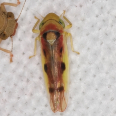 Kahaono wallacei (Leafhopper) at Melba, ACT - 20 Feb 2022 by kasiaaus