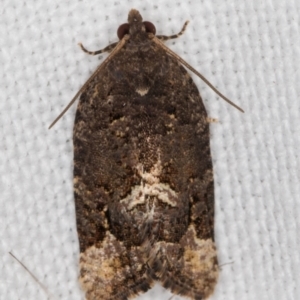 Epitymbia alaudana at Melba, ACT - 20 Feb 2022 09:46 PM