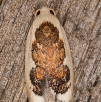 Garrha idiosema (A concealer moth) at Melba, ACT - 20 Feb 2022 by kasiaaus