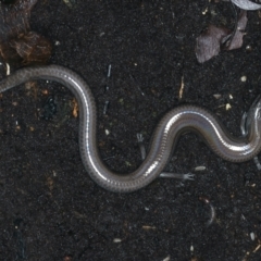 Hemiergis talbingoensis (Eastern Three-toed Earless Skink) at Ainslie, ACT - 3 Apr 2022 by jb2602