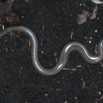 Hemiergis talbingoensis (Eastern Three-toed Earless Skink) at Ainslie, ACT - 3 Apr 2022 by jb2602