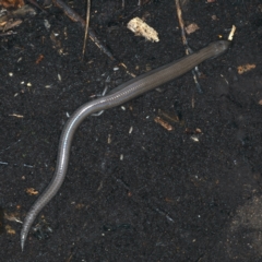 Hemiergis talbingoensis at Ainslie, ACT - 3 Apr 2022