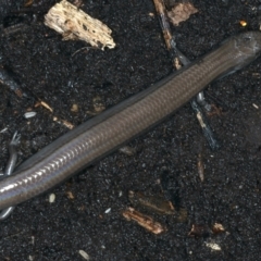 Hemiergis talbingoensis at Ainslie, ACT - 3 Apr 2022