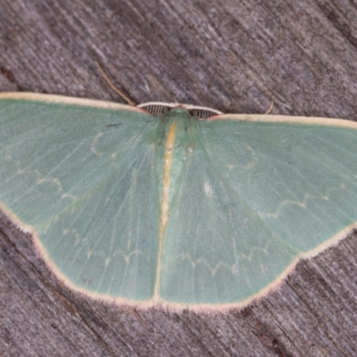 Chlorocoma melocrossa (Cream-fringed Emerald) at Melba, ACT - 20 Feb 2022 by kasiaaus