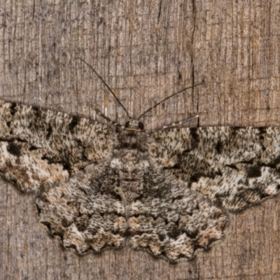 Unplaced externaria (Mahogany Bark Moth) at Melba, ACT - 20 Feb 2022 by kasiaaus