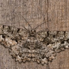 Unplaced externaria (Mahogany Bark Moth (formerly Hypomecis externaria)) at Melba, ACT - 20 Feb 2022 by kasiaaus