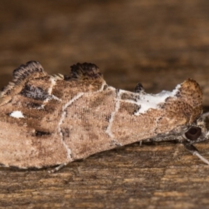 Arrade leucocosmalis at Melba, ACT - 21 Feb 2022 10:04 PM