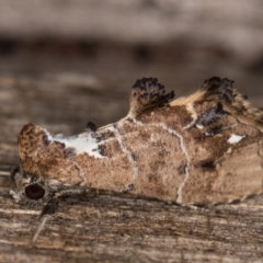 Arrade leucocosmalis at Melba, ACT - 21 Feb 2022 10:04 PM