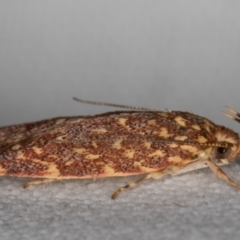 Syringoseca rhodoxantha (A Concealer moth (Wingia group)) at Melba, ACT - 20 Feb 2022 by kasiaaus