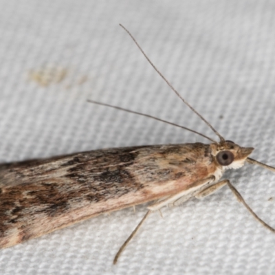 Achyra affinitalis (Cotton Web Spinner) at Melba, ACT - 20 Feb 2022 by kasiaaus