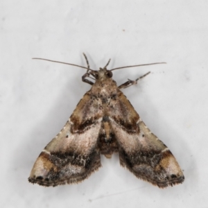 Scenedra decoratalis at Melba, ACT - 20 Feb 2022 11:46 PM