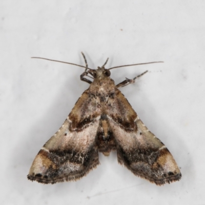 Scenedra decoratalis (A Pyralid moth) at Melba, ACT - 20 Feb 2022 by kasiaaus