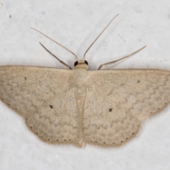 Scopula optivata (Varied Wave) at Melba, ACT - 20 Feb 2022 by kasiaaus