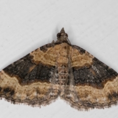 Epyaxa sodaliata (Sodaliata Moth, Clover Moth) at Melba, ACT - 20 Feb 2022 by kasiaaus