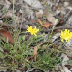 Picris angustifolia (TBC) at Gundaroo, NSW - 22 Jan 2022 by MaartjeSevenster