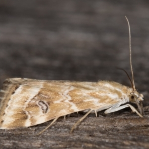 Hellula hydralis at Melba, ACT - 21 Feb 2022 09:59 PM