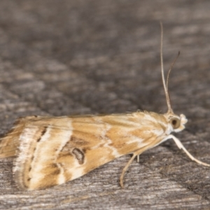 Hellula hydralis at Melba, ACT - 21 Feb 2022