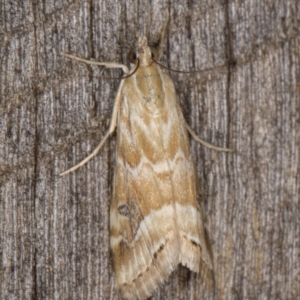 Hellula hydralis at Melba, ACT - 21 Feb 2022 09:59 PM