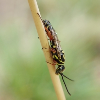 Agriomyia sp. (genus) (Yellow flower wasp) at Aranda Bushland - 2 Apr 2022 by CathB