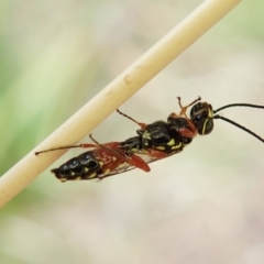 Agriomyia sp. (genus) at Aranda, ACT - 2 Apr 2022