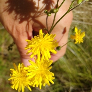 Crepis capillaris at Gundaroo, NSW - 2 Jan 2022