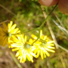 Crepis capillaris at Gundaroo, NSW - 2 Jan 2022