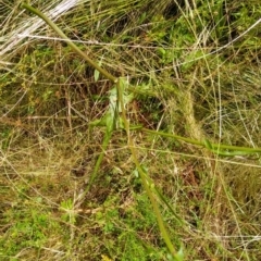 Crepis capillaris at Gundaroo, NSW - 2 Jan 2022