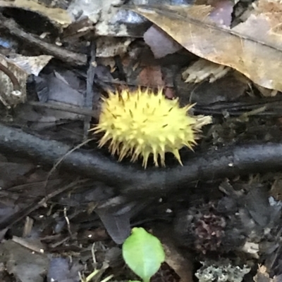 Sloanea woollsii (Yellow Carabeen) at Dorrigo National Park - 17 Mar 2022 by BrianH