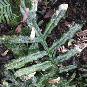 Hicksbeachia pinnatifolia at Never Never, NSW - 17 Mar 2022
