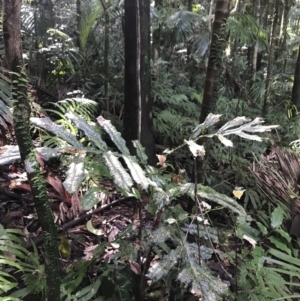 Hicksbeachia pinnatifolia at Never Never, NSW - 17 Mar 2022 03:46 PM