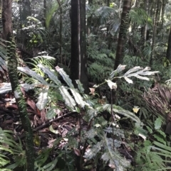 Hicksbeachia pinnatifolia at Never Never, NSW - 17 Mar 2022