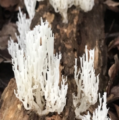 Unidentified Coralloid fungus, markedly branched at Never Never, NSW - 17 Mar 2022 by BrianH