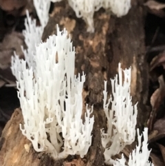Unidentified Coralloid fungus, markedly branched (TBC) at Never Never, NSW - 17 Mar 2022 by BrianH