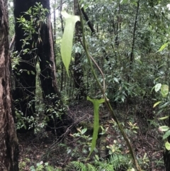 Unidentified Climber or Mistletoe at Thora, NSW - 26 Mar 2022 by BrianH